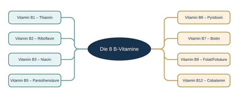 Eine Übersicht über die acht B-Vitamine